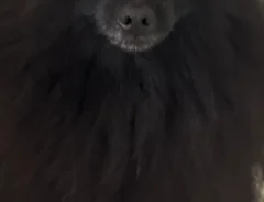 犬の写真