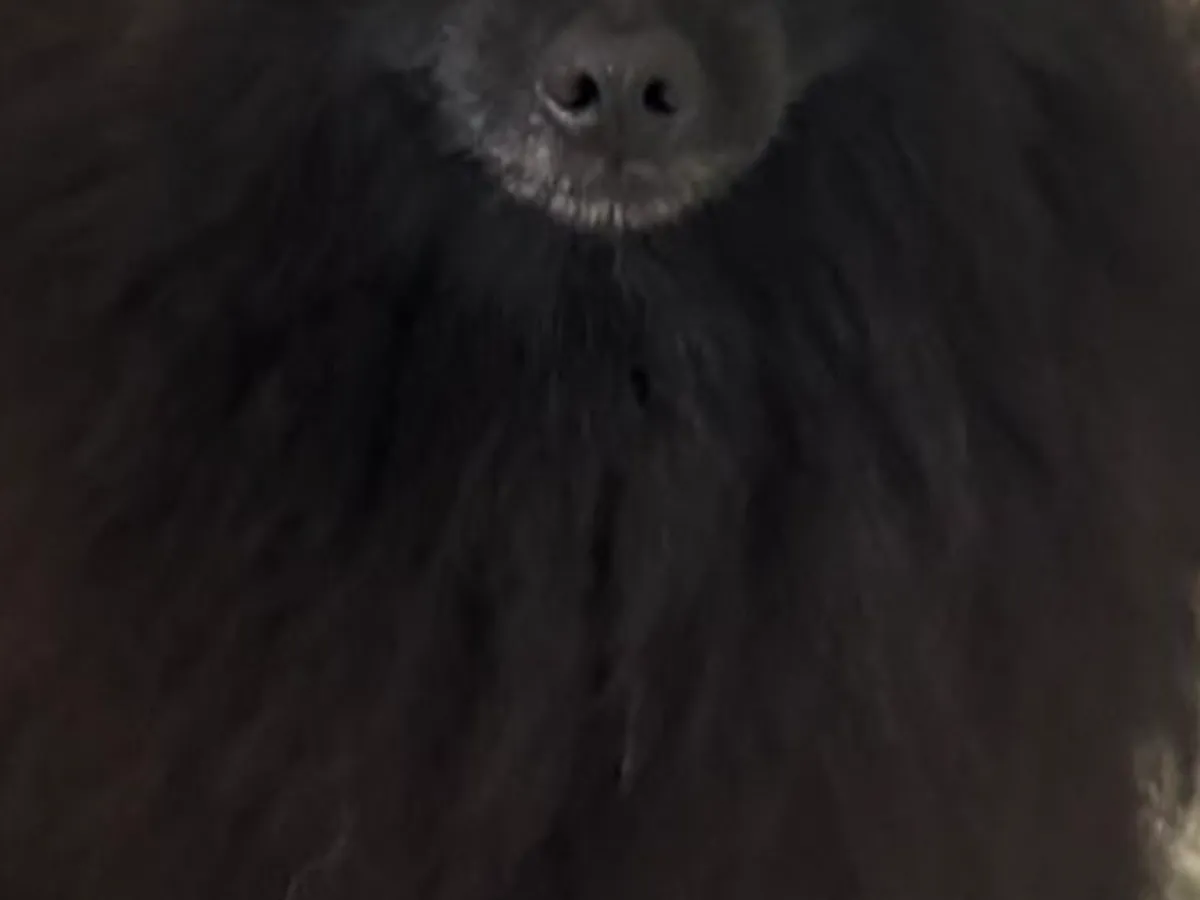 犬の写真