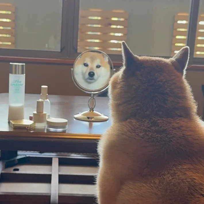 柴犬
