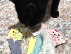 モール