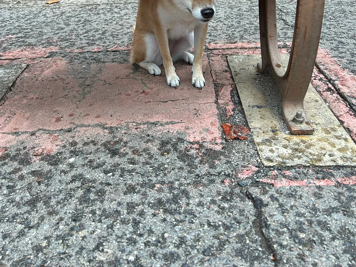 柴犬の写真