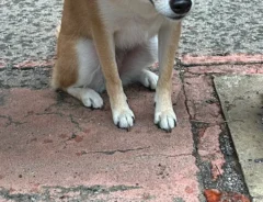 犬の写真