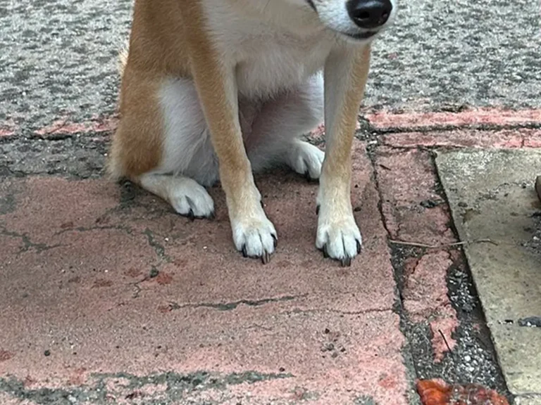 犬の写真
