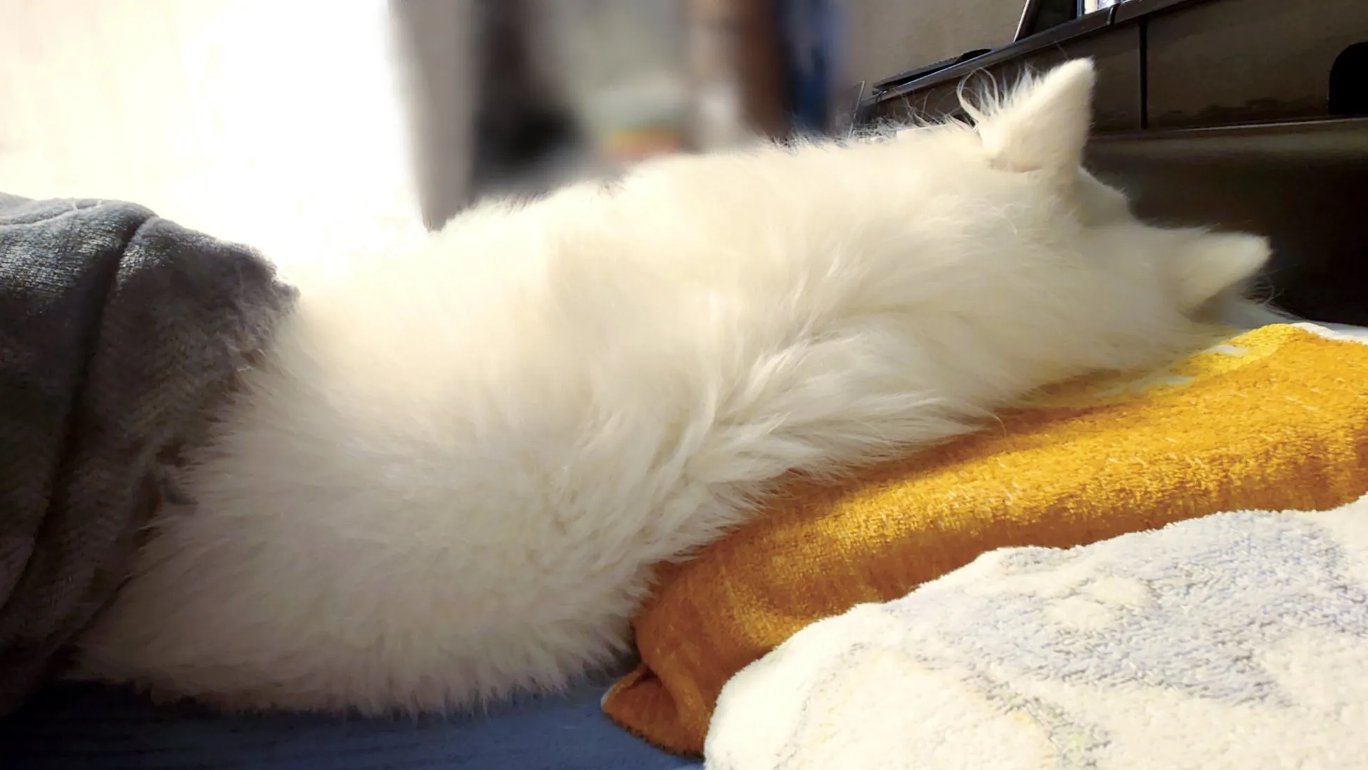 枕で寝る犬