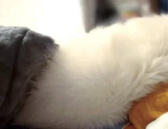 枕で寝る犬
