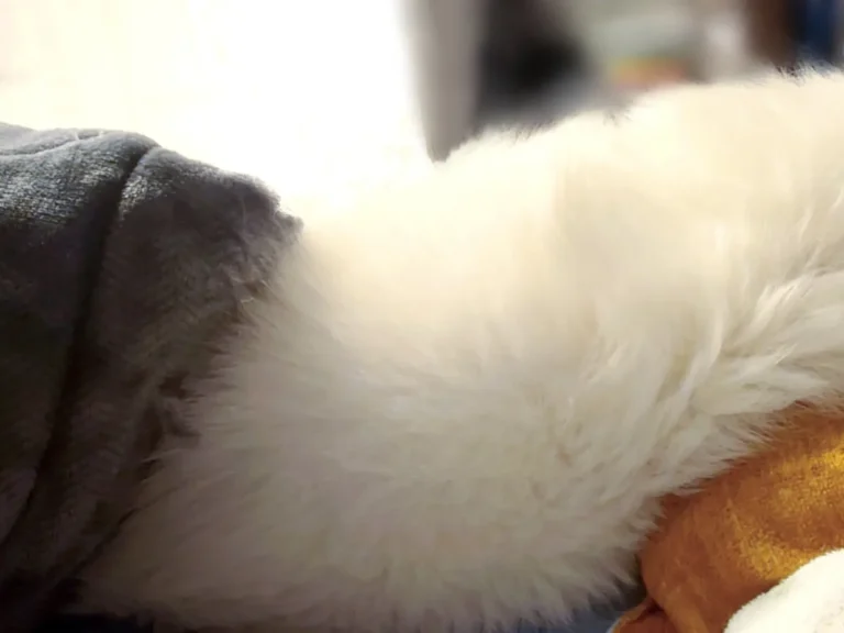 枕で寝る犬