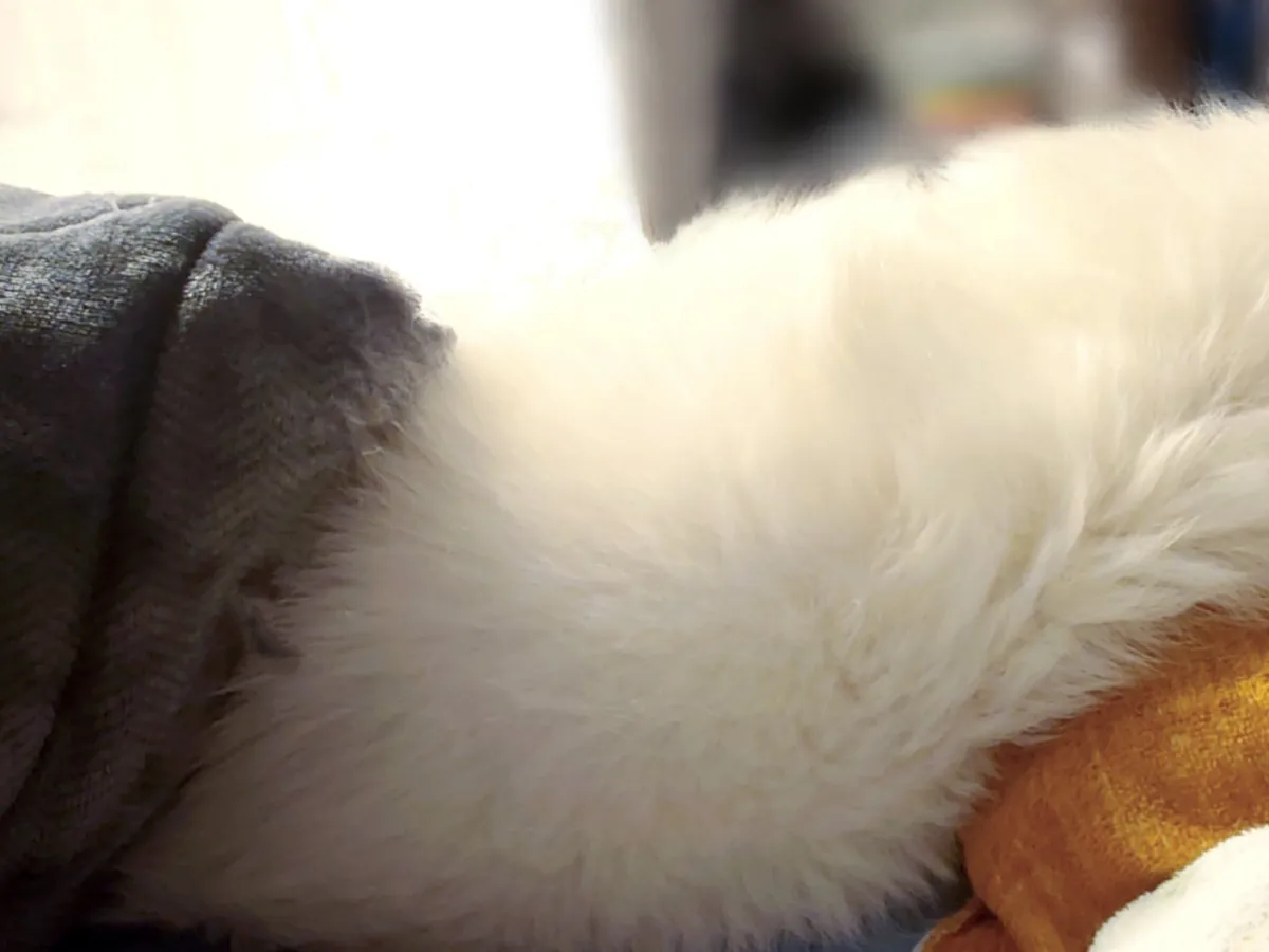 枕で寝る犬