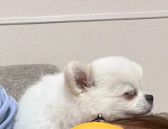 犬の画像