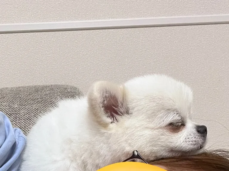 犬の画像