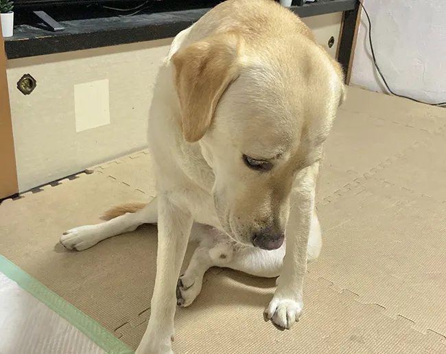犬