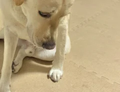 犬