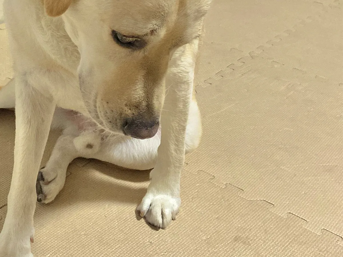 犬
