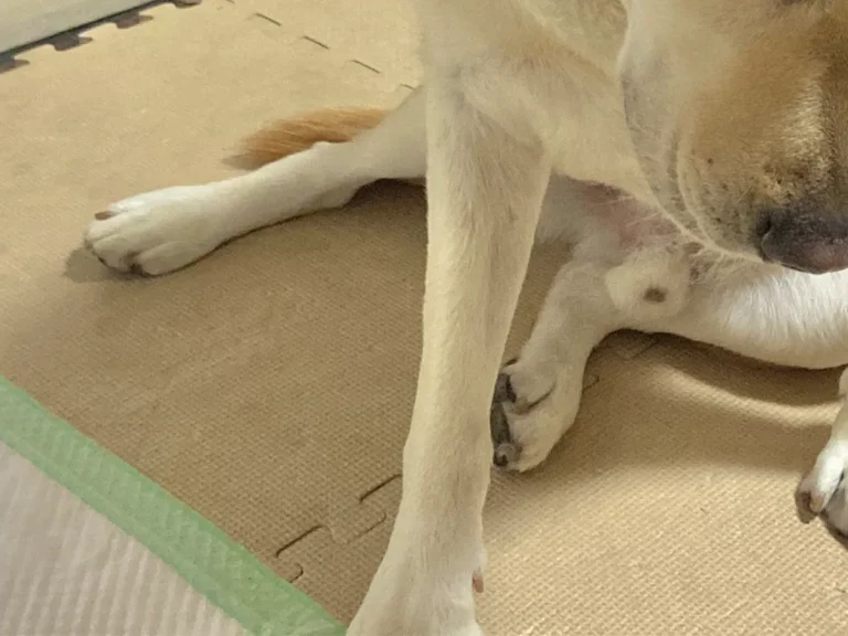 犬
