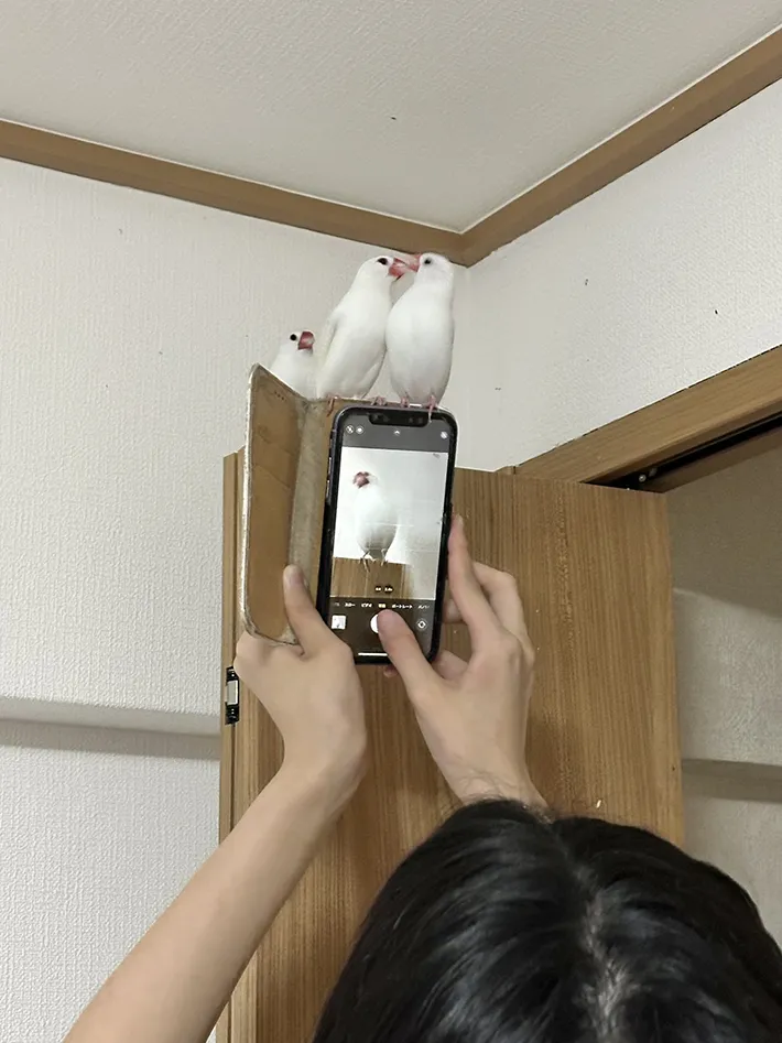 文鳥の画像