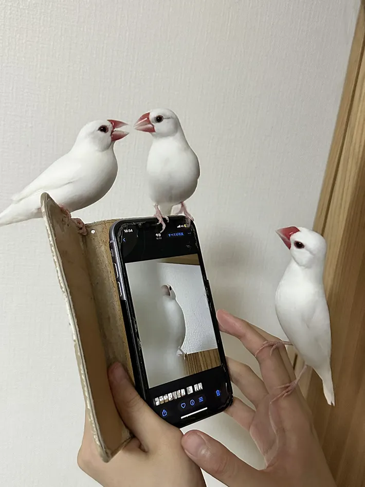 文鳥の画像