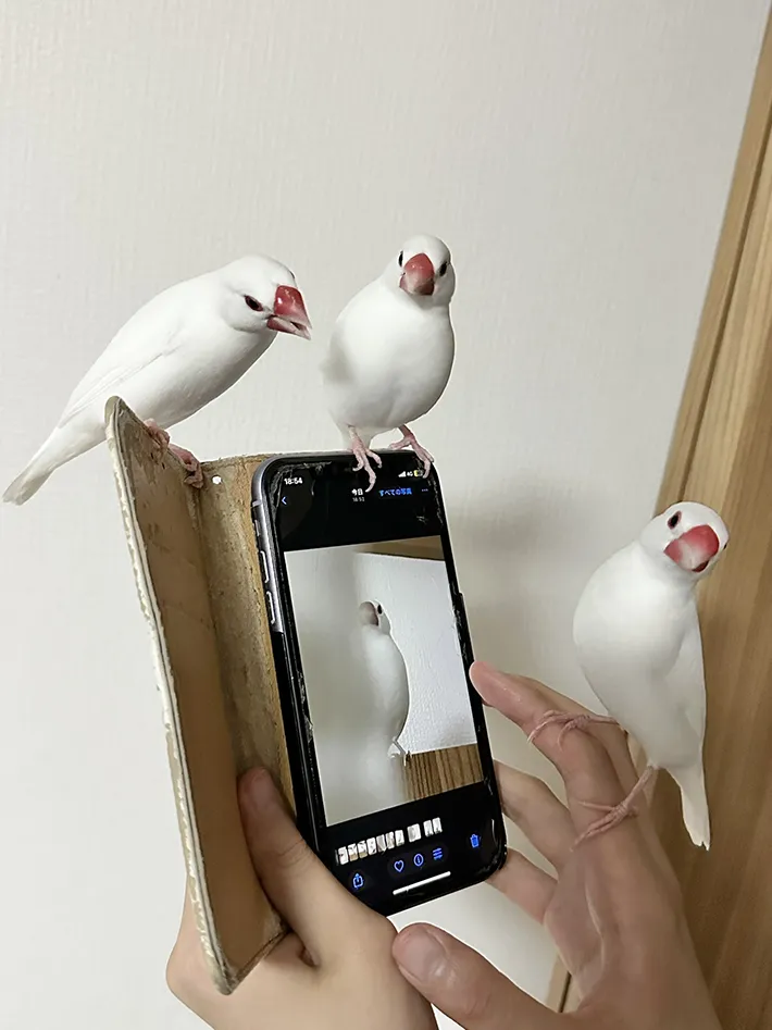 文鳥の画像