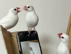 文鳥の画像