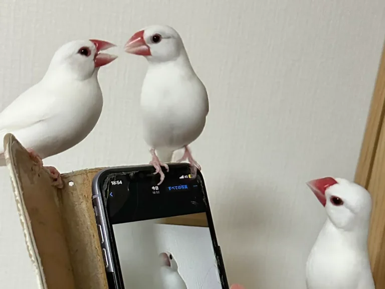 文鳥の画像