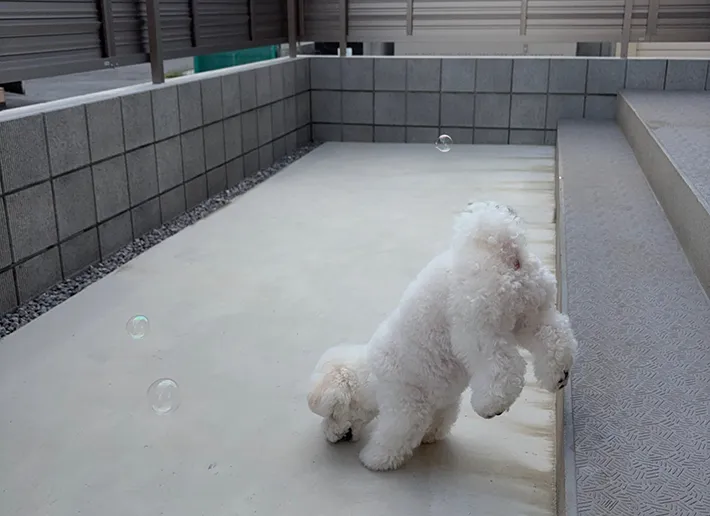 犬の画像