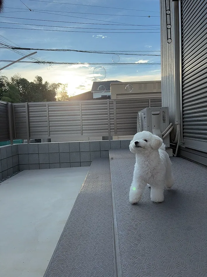 犬の画像