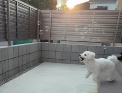 犬の画像
