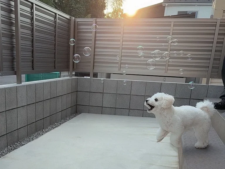 犬の画像