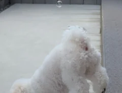 犬の画像