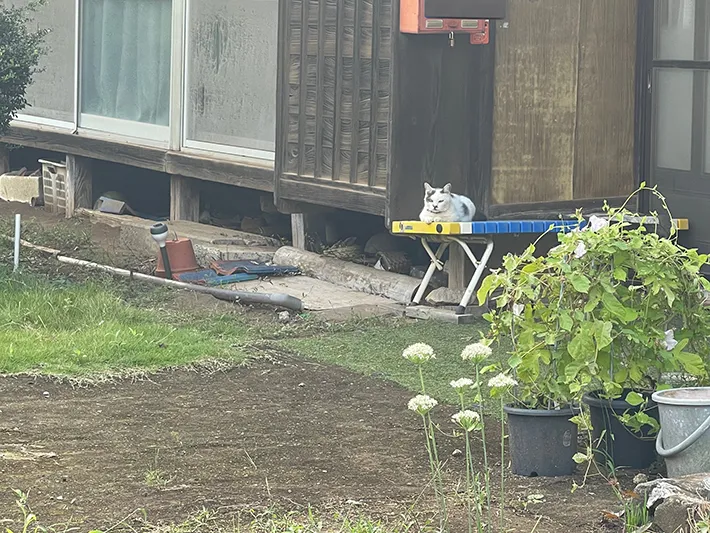 出迎える猫