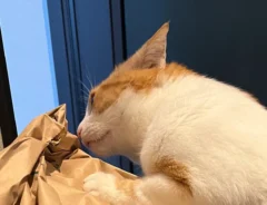 米袋と猫の写真