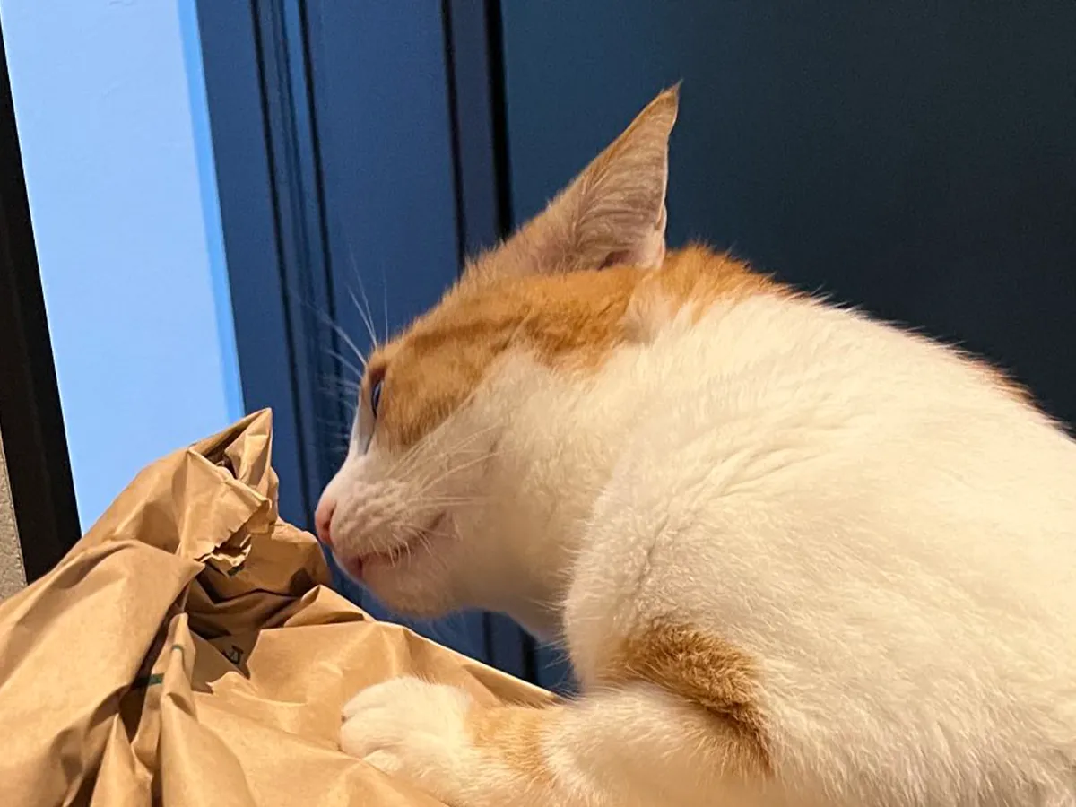 米袋と猫の写真