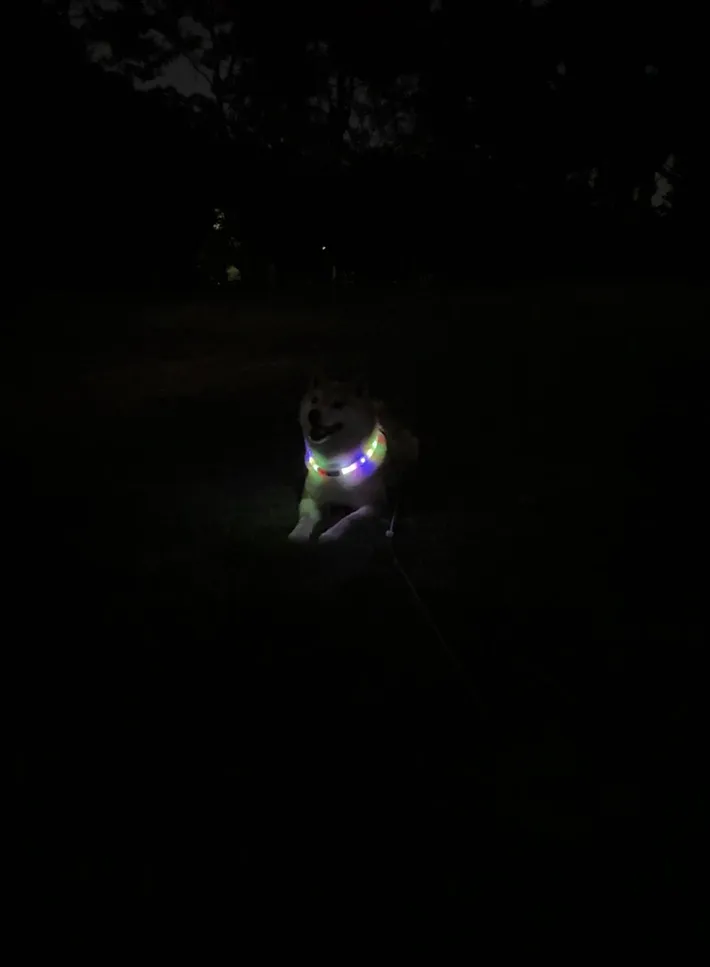 光る首輪