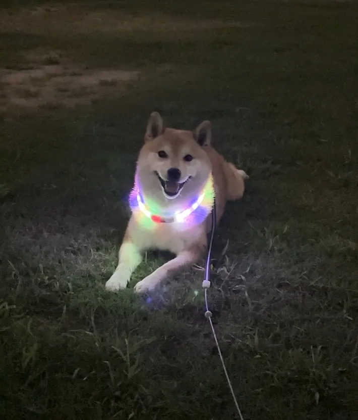 満面の笑みを浮かべた柴犬