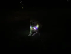 柴犬