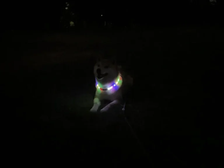 柴犬