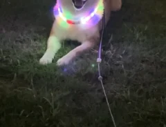 柴犬