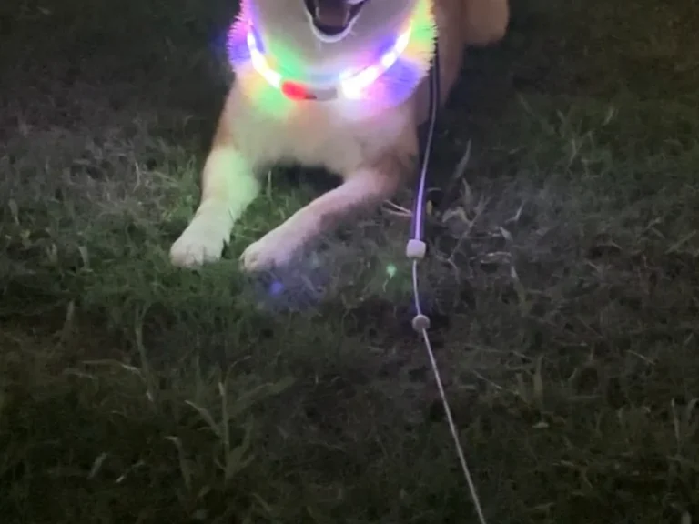 柴犬
