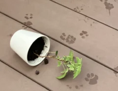 倒れた植木鉢