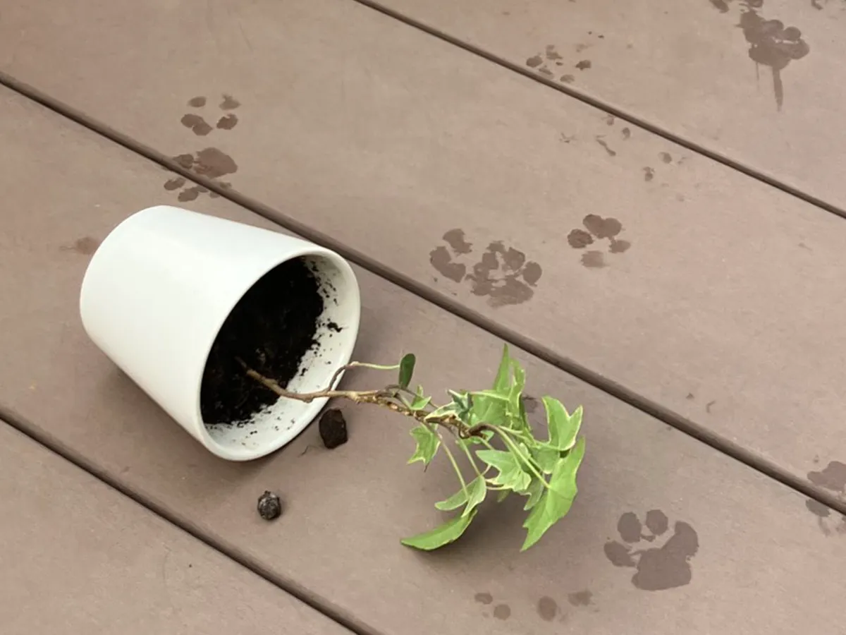 倒れた植木鉢