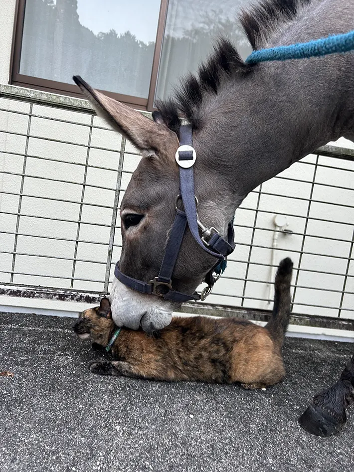 ロバと猫