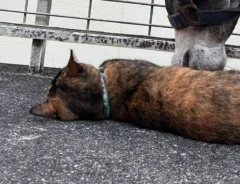 猫とロバ