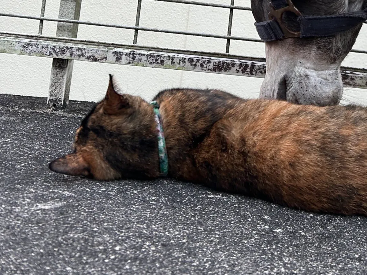 猫とロバ