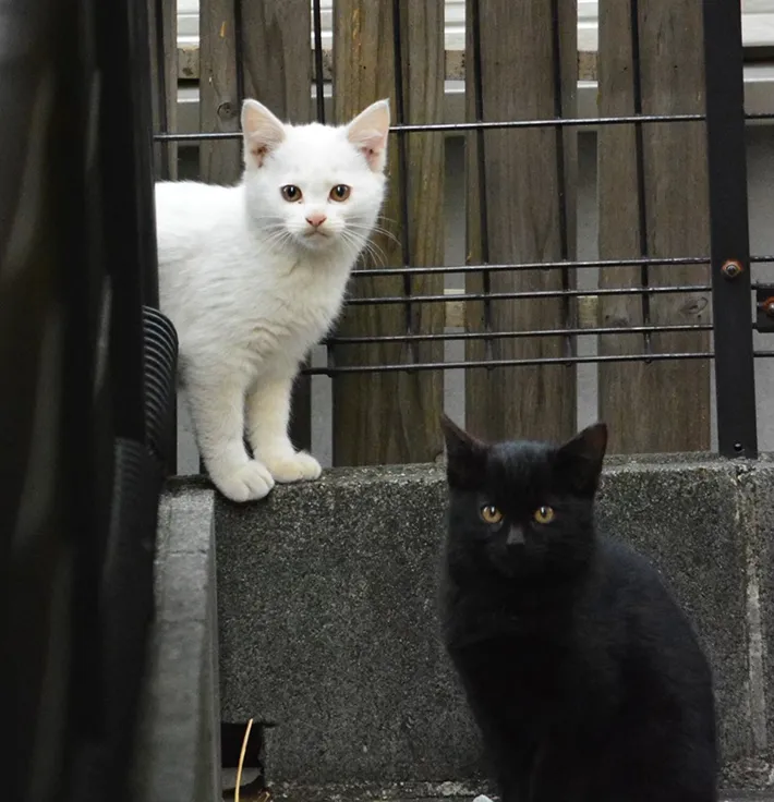 子猫