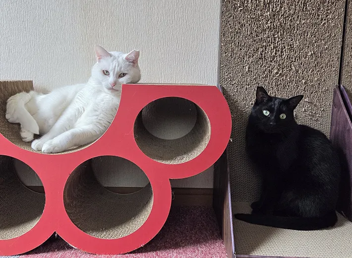 成猫