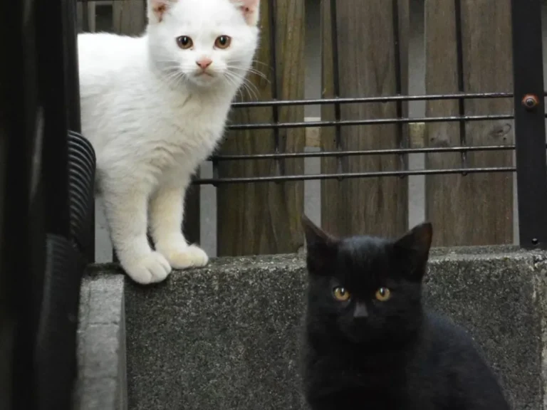 猫