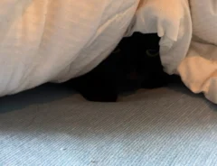 布団の中の黒猫