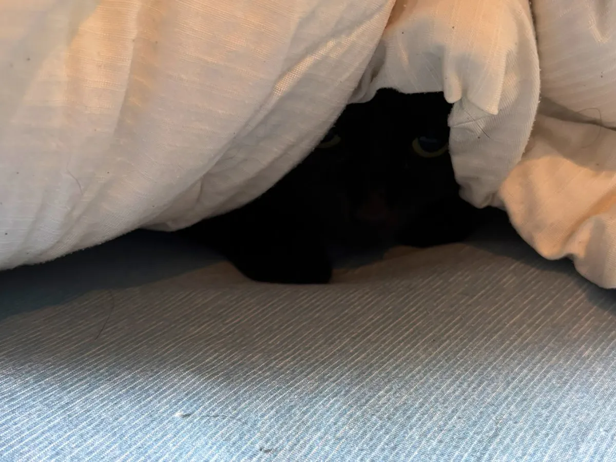 布団の中の黒猫