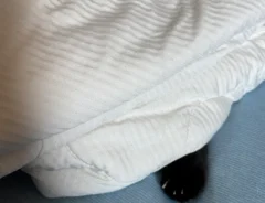 布団の中の黒猫