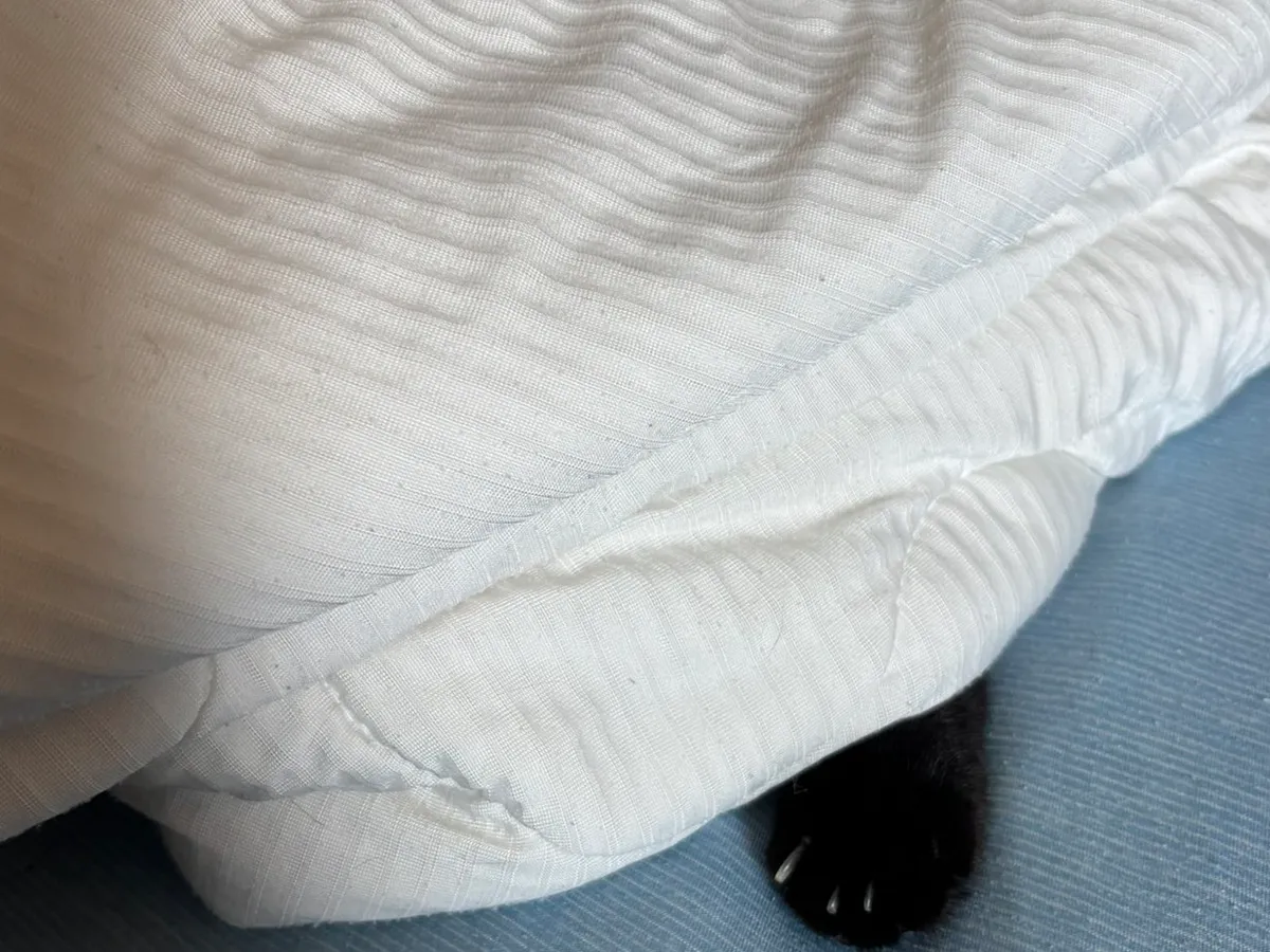 布団の中の黒猫
