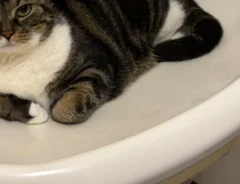洗面台に収まる猫
