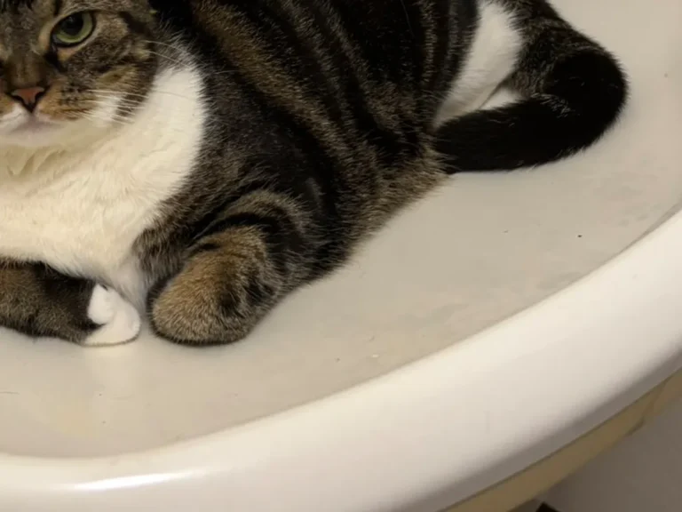 洗面台に収まる猫